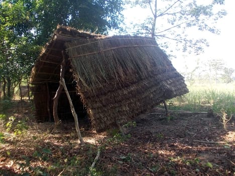 Dropping thatch debate , four injured