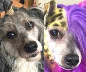 Dogs, including five children, cut, Colony awe.