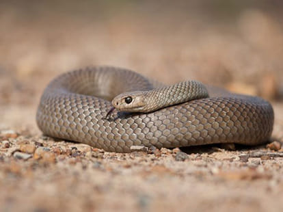 snake killed boy for revenge