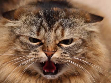 angry cat didnt let his master enter the house