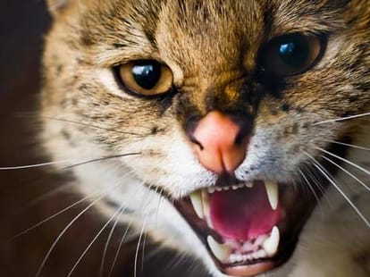 angry cat didnt let his master enter the house