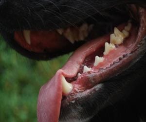 rabies infected child died in chandigarh.