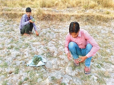 Doaba is hidden in the stream of invaluable drug ' Rudrawanti '