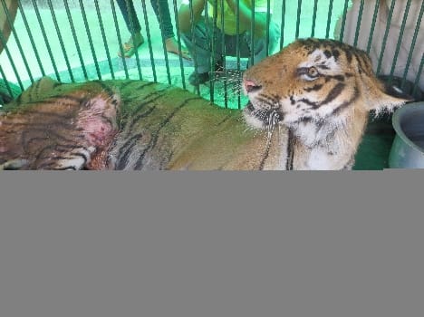 Injured Tiger's condition serious