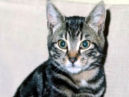 Cry of thief, cat out of the room in Agra.