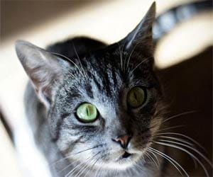 Fight between two communities because of cat