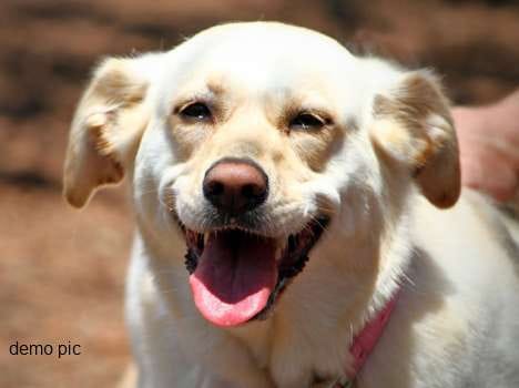 priest denied to rituals of dog, pet owner become angry.
