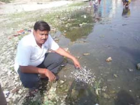 Several quintals of fish died in the river Gomti
