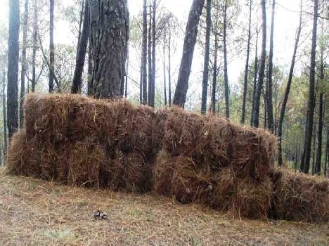 Pirul pine forest department of the magnification Duswarian