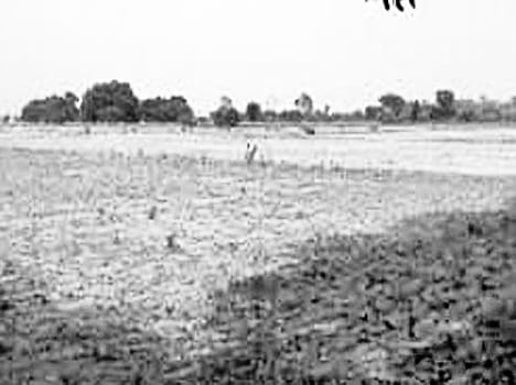 Neil broken havoc cows , farmers waste