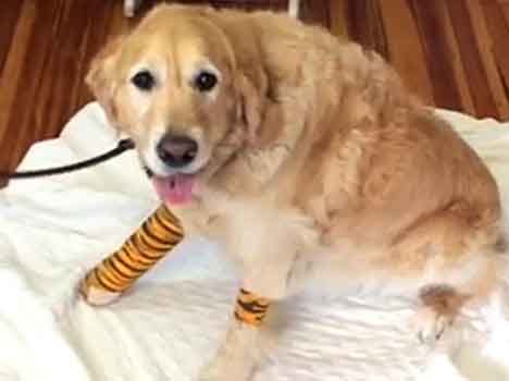dog jumped infront of the bus to save his master