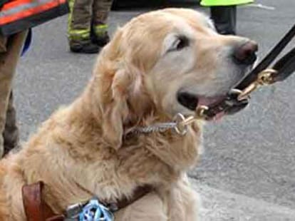 If the dog barking, angrily he gave them death.
