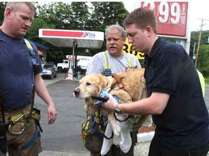 dog jumped infront of the bus to save his master
