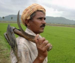 rain brings hope for farmers