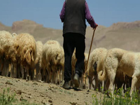 52 goats was robbed by feedin Laddu, the old man dead.