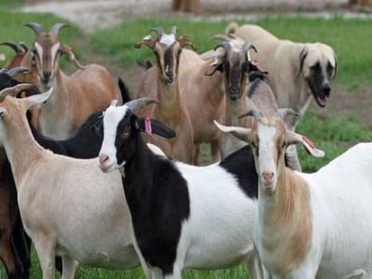 52 goats was robbed by feedin Laddu, the old man dead.