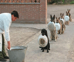 sniffer dogs in china
