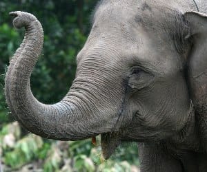 elephant kills a man for teasing