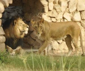 national excellence award to chhatbir zoo