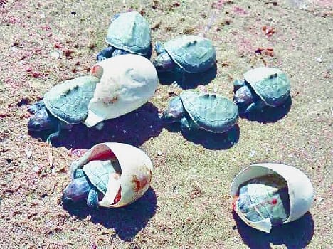 Chambal increase in turtle kin