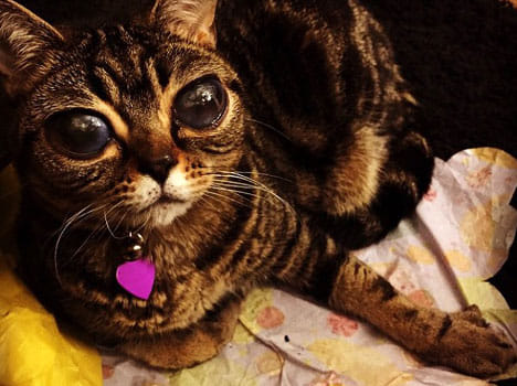 alien cat with glassy eyes has many fans 