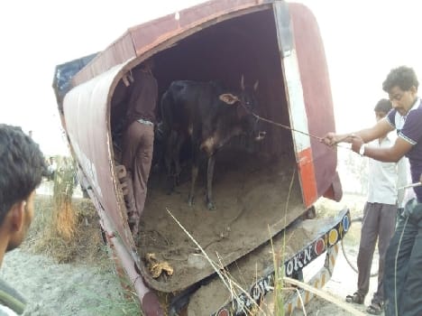 Restricted animals were carried in tanker filling