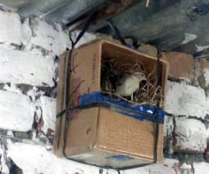 plz save sparrow bird.