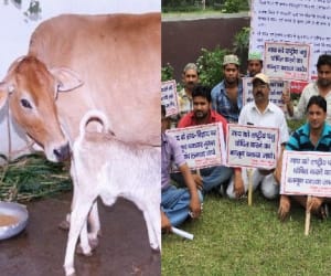 muslim agree on cow will be national animal.