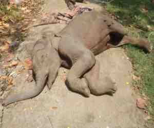 tiger killed the child, elephants become angry.