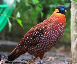 State Bird of Himachal jujurana.