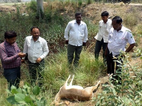 Black buck killing took off horn smuggler