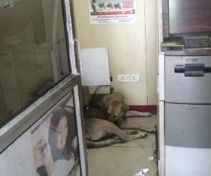 bank atm air condition for dogs, problem for people