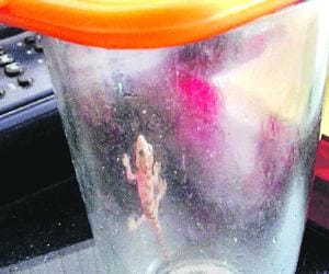 alive lizard found in cold coffee in chandigarh