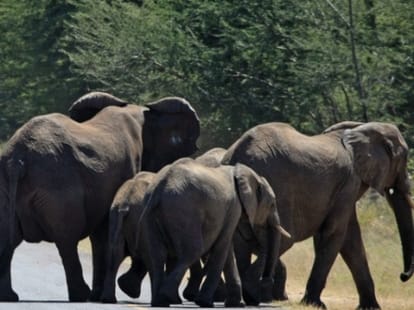 elephants killed two women in chhattisgarh