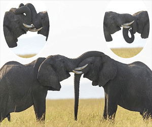 nuisance of elephants in jollygrant