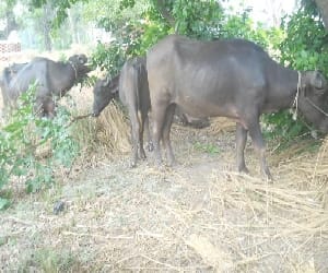 animal smuggling: police captured a truck full of animals