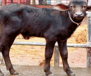 new invention: clone semen born little animal