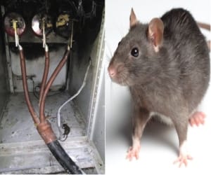 Mice were also a dozen of villages without electricity