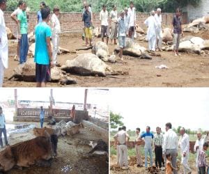In case of death of the cow corporation commissioner questioned
