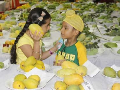 Mango can harm also