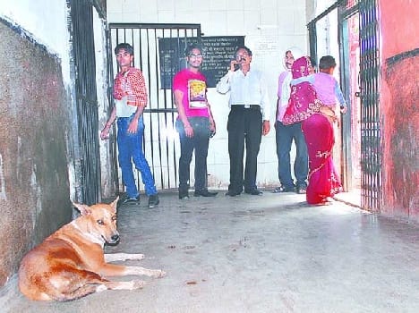 OMG: dogs reaching upto OT