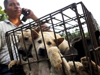 dog meat festival celebrations in china