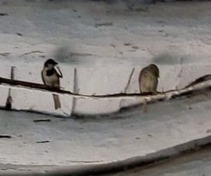save sparrow campaign in roorkee.