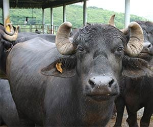 now buffaloes stolen of bjp mla