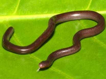 smallest snake of the world found in dehradun.