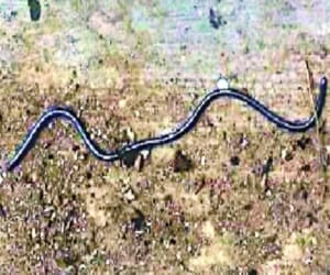 smallest snake of the world found in dehradun.