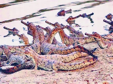 Crocodile babies are doing research on the behavior of the US expert