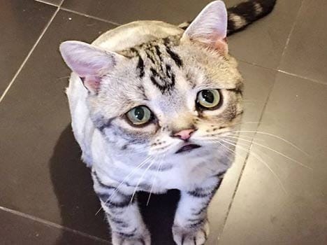 the most saddest cat on earth has 15000 followers