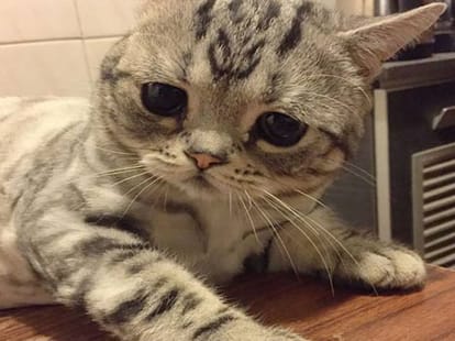 the most saddest cat on earth has 15000 followers