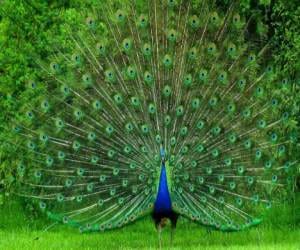 north-east woman kills peacock and eat raw